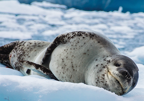 Leopard Seal,Cierva-Cove, Antarctica by David Hein